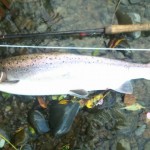6.5lb grilse caught and release, yew tree run on the Blackwood beat.