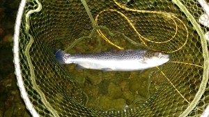 Nith Sea Trout Experience week 5, DGAA Lower Beat, Russell Williamson's Team