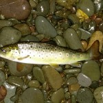 Nith Sea Trout Experience week 4, DGAA Upper Beat, Russell Williamson's Team caught and released this brown trout
